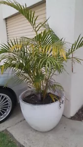2 x large concrete pots, Golden Cane & Phyladendrin. $30 each or $50 for both!!! - Picture 1 of 2