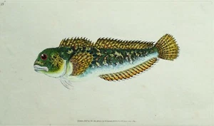Antiker Fischdruck GLATTE BLENNY Original Donovan Vintage Gravur 1805 - Bild 1 von 2