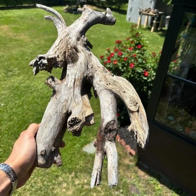 Intricate Driftwood Root 18x12x6 – Lightweight Wood for Reptiles or Decor - Image 1 of 4