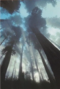 Morning Rapture in The Redwoods-Redwood Highway, California - Imagen 1 de 2