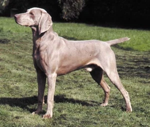 El tamaño del hocico para perros # 5 se adapta a razas como Weimaraner - Imagen 1 de 3