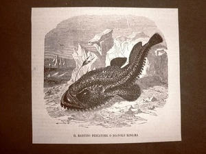 Incisione del 1866 Pesce Martino - Martin pescatore o Diavolo marino - Picture 1 of 1