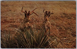 Postal de humor vintage de un par de chacalopes detrás de un arbusto - Imagen 1 de 2