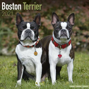 Calendrier 2021 - BOSTON TERRIER - Imagen 1 de 2