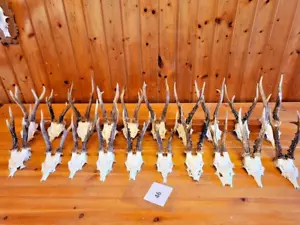 Rehgeweihe 20 stück 6 Ender-Rehgeweih-Geweih-Rehbock-Rehgehörn-Deer Antler - Bild 1 von 5