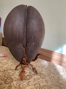 COCO DE MER NUT SEED from the SEYCHELLES - Picture 1 of 12