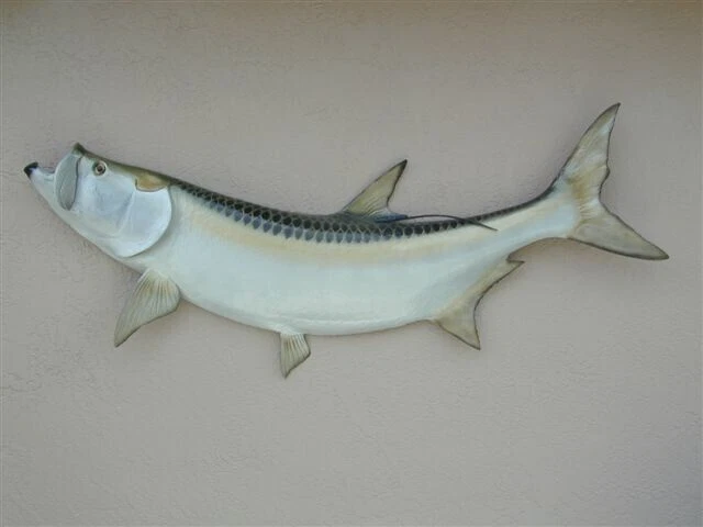 Réplica de sábalo 72 pulgadas medio montaje llamar 352-457-9030 Foto 1 de 1