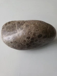 LARGE Michigan Petoskey Stone- 6" Fossil 1.9 LBS - Picture 1 of 4