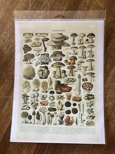 Mushroom Mini Poster 2 - Picture 1 of 1