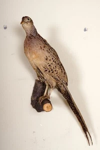 Bonito faisán de caza con certificado Faisán Taxidermia - Imagen 1 de 3