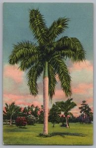 The Stately Royal Palm Florida Postcard - Picture 1 of 2