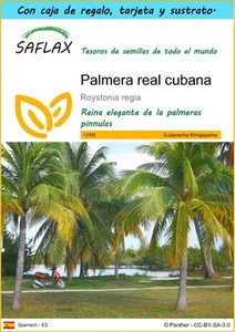 SAFLAX Set regalo - Palmera real cubana - 8 semillas - Roystonia - Imagen 1 de 6