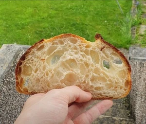 BEGINNER Sourdough Starter Verified Live San Francisco - 221yr Old TOP SELLER! - Picture 1 of 5