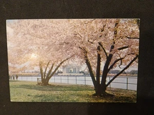 Jefferson Memorial, Washington DC Vintage Postkarte - Bild 1 von 2