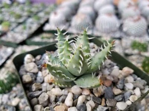 Aloe erinacea cactus Cacti Succulent real live plant - Picture 1 of 16