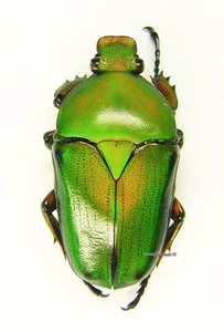 Escarabajo/Cetoniidae sin montar - Eudicella morgani, MUJER, A- - Imagen 1 de 1