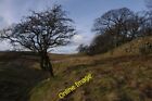 Photo 6x4 Hay Fell Meal Bank The woodland to the right of the dry-stone w c2013