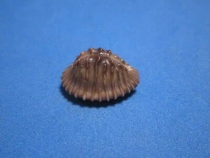 Trivia (Pusula) radians Lamarck, 1810 "ALLIED COWRIE!" (19.7mm) - Picture 1 of 7