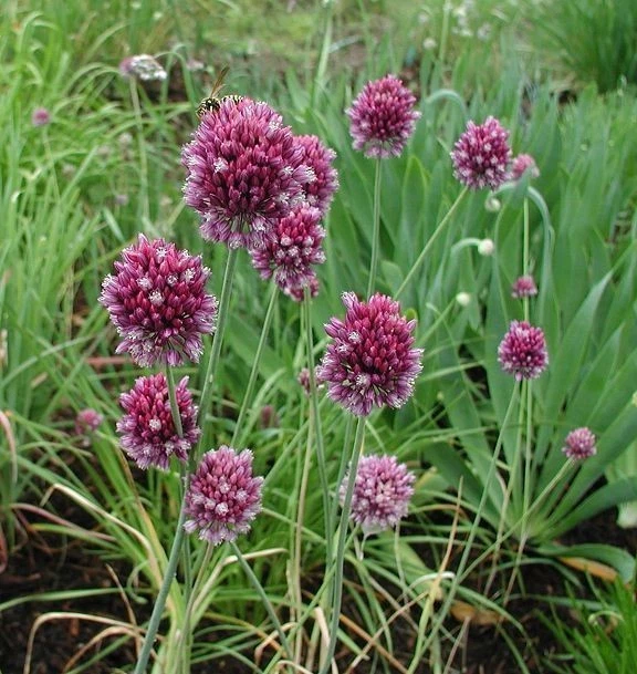 AGLIO SERPENTE - ALLIUM SCORODOPRASUM 10+ SEMI R 192 - Immagine 1 di 1