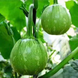 NON-GMO, Round Zucchini Summer Squash Seeds,Variety Sized Packets, FREE SHIP - Picture 1 of 5
