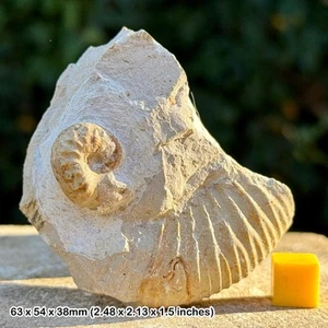 Seltener Sutneria platynotoa Heteromorpher Ammonit Fossil, Kimmeridger, Jura, - Bild 1 von 4