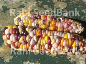 Corn Sweet Touch - A Rare, Stunning Multicoloured Corn Variety!!! - Picture 1 of 4