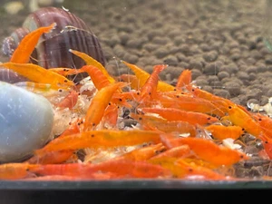 10+ Orange Sunkist Freshwater Neocaridina Shrimp - Picture 1 of 1