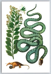 Postcard Snake & Anteater Natural Zoological Print Scientific Plate Reptiles - Picture 1 of 2