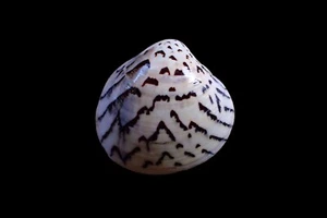 Sea Shell - Lioconcha castrensis - 43 mm - Imagen 1 de 2