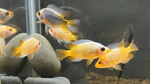 Red Devil / Midas Cichlid  2" - Picture 1 of 2