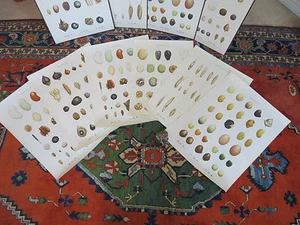 JUEGO DE 6 CARTAS BOTÁNICAS ORIGINALES VINTAGE / IMPRESIONES DE SEMILLAS 1948 - Imagen 1 de 12