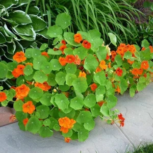 Nasturtium Tall Single Mix -100 seeds - Trailing, Climbing - Tropaeolum majus - Picture 1 of 6