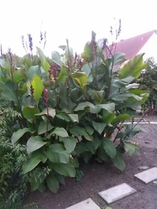 Canna Indica (Indisches Blumenrohr) - 6 Stück Samen - eigene Ernte - Bild 1 von 5