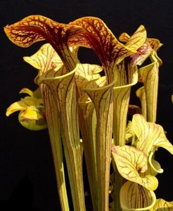 SARRACENIA OREOPHILA - PIANTA CARNIVORA, 5 SEMI SELEZIONATI - Foto 1 di 2