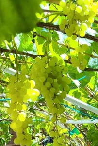 Thompson Seedless Grape Plants - Picture 1 of 5