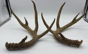 WHITETAIL DEER ANTLERS BROWN CRAFT ANTLER HOME CABIN WEDDING DECOR/free Shipping - Picture 1 of 5