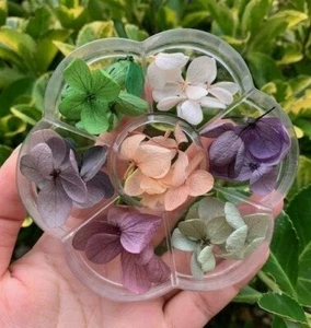 Flor seca real para gel UV acrílico arte en uñas 3D decoración de arte en uñas - Imagen 1 de 3