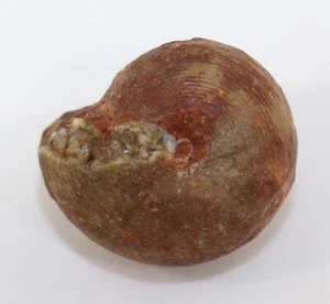 Goniatit, Agathiceras sundaicum, Perm, Bitauni, Timor, Indonesien -k581 - Picture 1 of 5