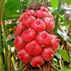 100+ Red Torch Ginger Kecombrang Seedss (Etlingera elatior) For Planting - Picture 1 of 11