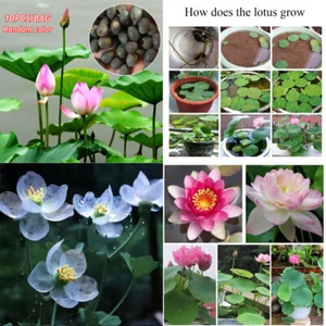 Semi Di Fiori Di Loto Nelumbo Nucifera Ninfea Pianta Sacra Semi Di Stagno @ ☆ - Imagen 1 de 21