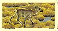RED ROSE TEA CARD, SERIES: ANIMALS AND THEIR YOUNG, BARREN-GROUND CARIBOU