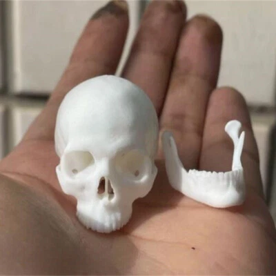 1:6 Scale 4cm Skeleton Skull Head Sculpt Model Props 12" Action Figure Resin - Image 1 of 4