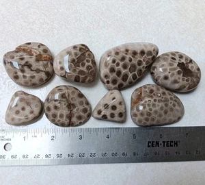 8 Petoskey Stone Lot of Natural Kintsugi Unpolished Hexagonaria Fossils 13.4 oz - Picture 1 of 8