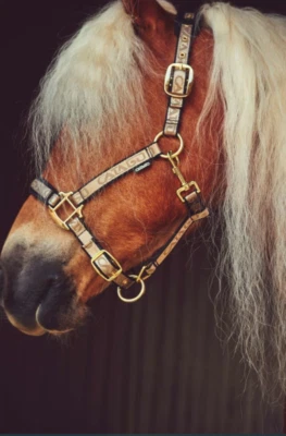 Catago Exklusiv Halfter Gold Braun Blau Pony Stallhalfter Show Sympatex  Tunier  - Bild 1 von 4