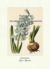 Garten-Hyacinthe Hyacinthus Orientalis Zwiebelpflanzen Vilmorin A4 234