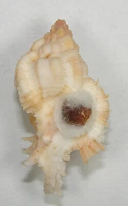 MUREX VENUSTULUS 46,86mm SCHÖNES EXEMPLAR Liquid Is., Davao, Philippinen - Bild 1 von 2