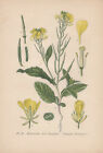 Acker-Senf (Sinapis arvensis) Chromo-Lithographie von 1891 charlock mustard