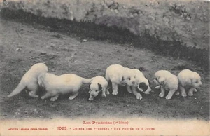 CPA 65 LES PYRENEES / CHIENS DES PYRENEES / UNE PORTEE DE 8 JOURS - Picture 1 of 1