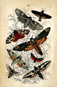 Antique Natural History Reproduction Print of Moths, Insects Vintage Wall Art - Picture 1 of 7