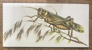 Vintage - 1962 - Gelles Widmer - Insect CARD - Grasshopper - Picture 1 of 2